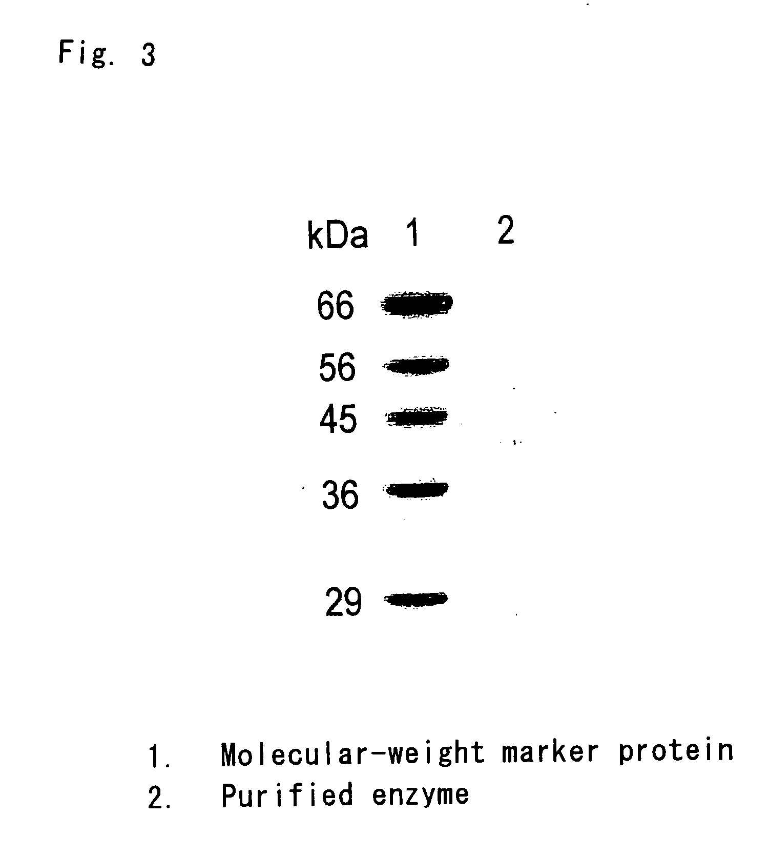 Flavin protein of trypanosoma cruzi, method of screening vermicide with the use of the same and diagnostic