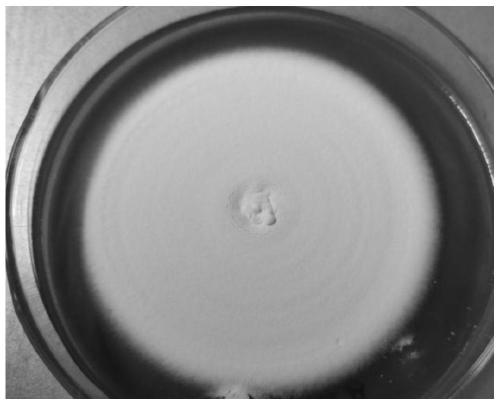 Method for artificially cultivating batryticated silkworms based on Beauveria bassiana