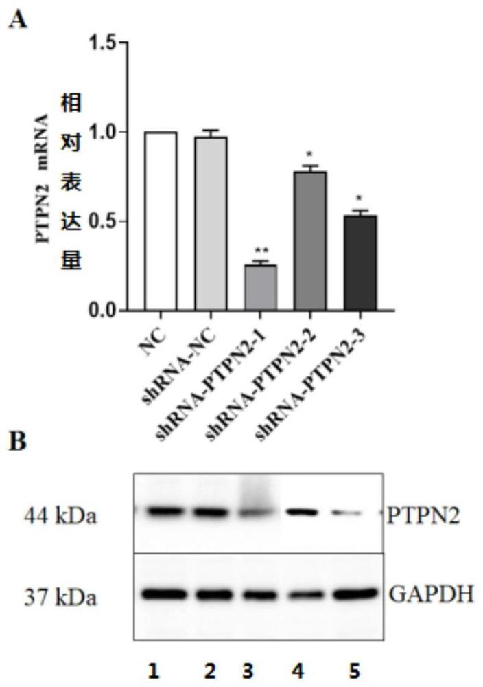 Recombinant expression vector, chimeric antigen receptor T cell with reduced depletion and applications of T cell