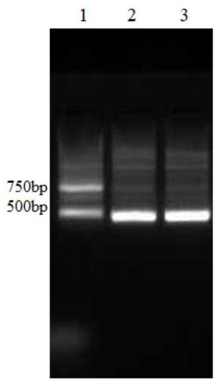 Recombinant expression vector, chimeric antigen receptor T cell with reduced depletion and applications of T cell