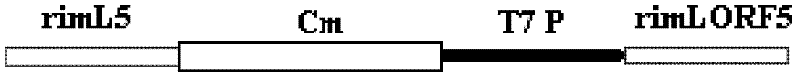 Recombinant bacteria expressed by escherichia coli genome N-acetylase by control of heterogenous promoter, and use thereof