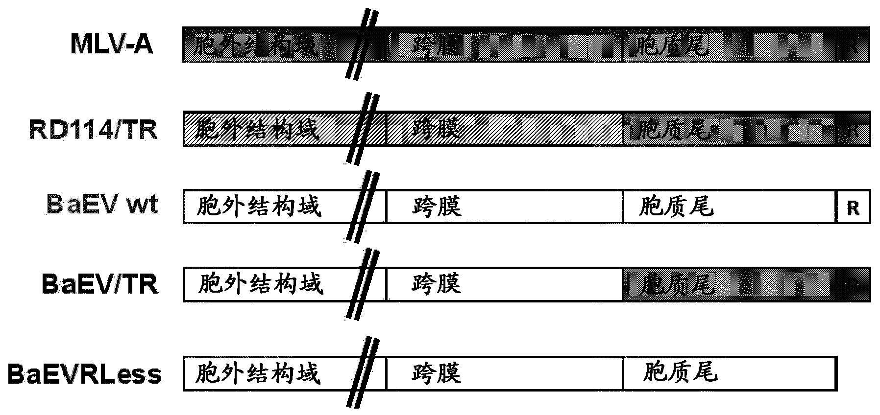 Lentiviral vectors pseudotyped with mutant BaEV glycoproteins