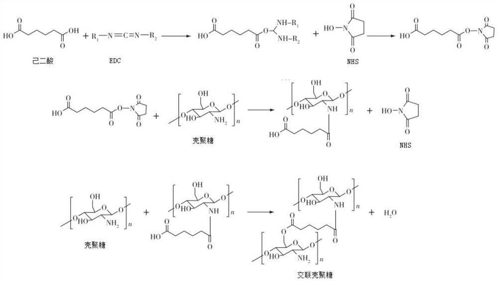 Cross-linked chitosan hydrogel stomach filling agent as well as preparation method and application thereof