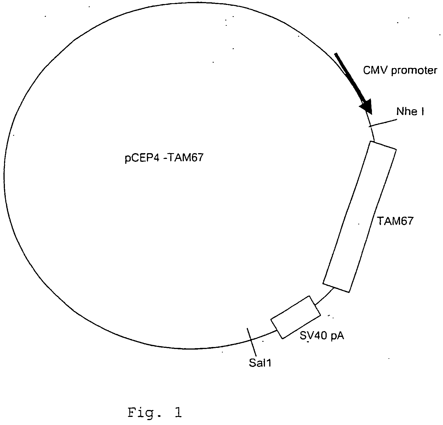 Recombinant vectors derived from adeno-associated virus expressing tam67 for gene therapy