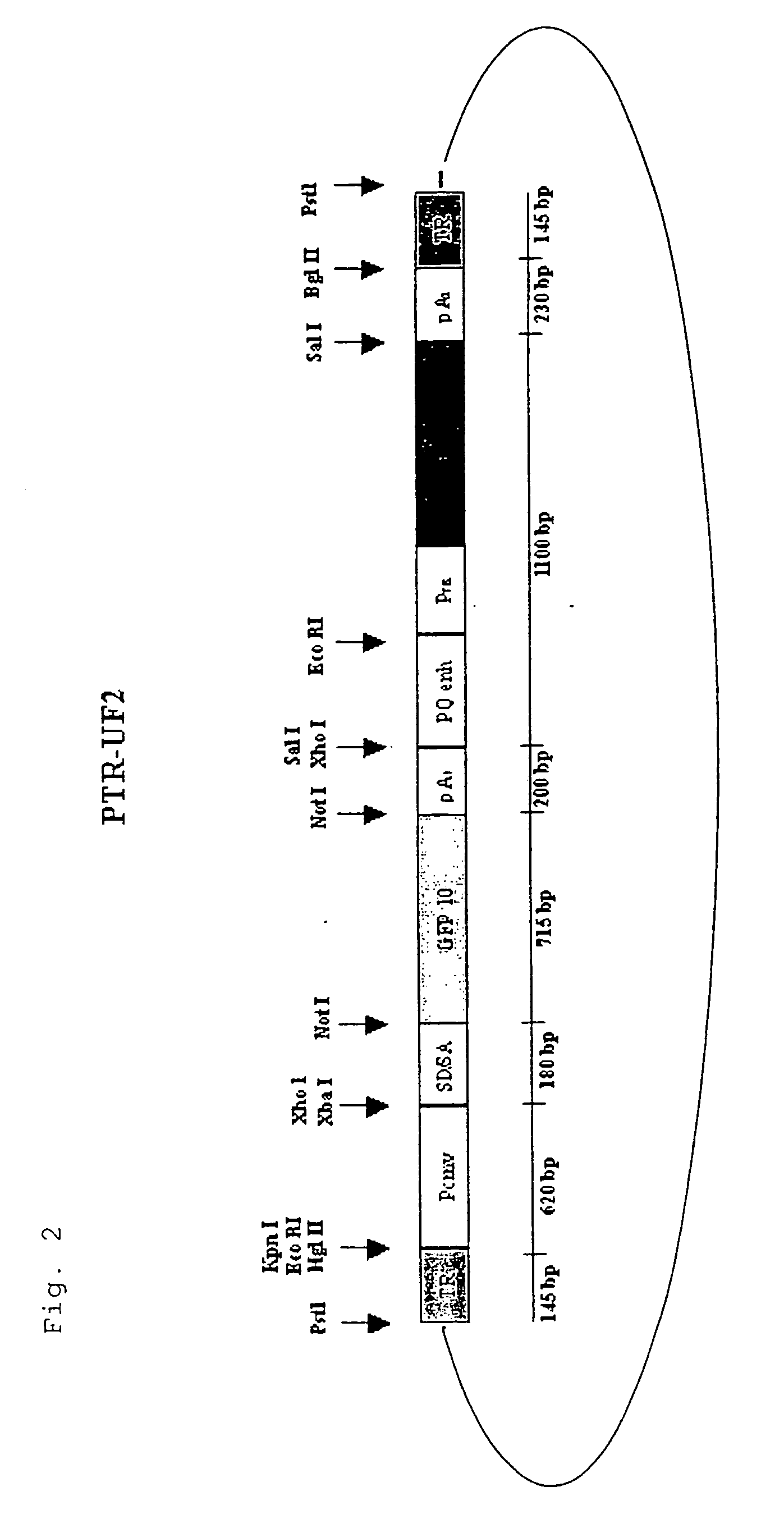 Recombinant vectors derived from adeno-associated virus expressing tam67 for gene therapy