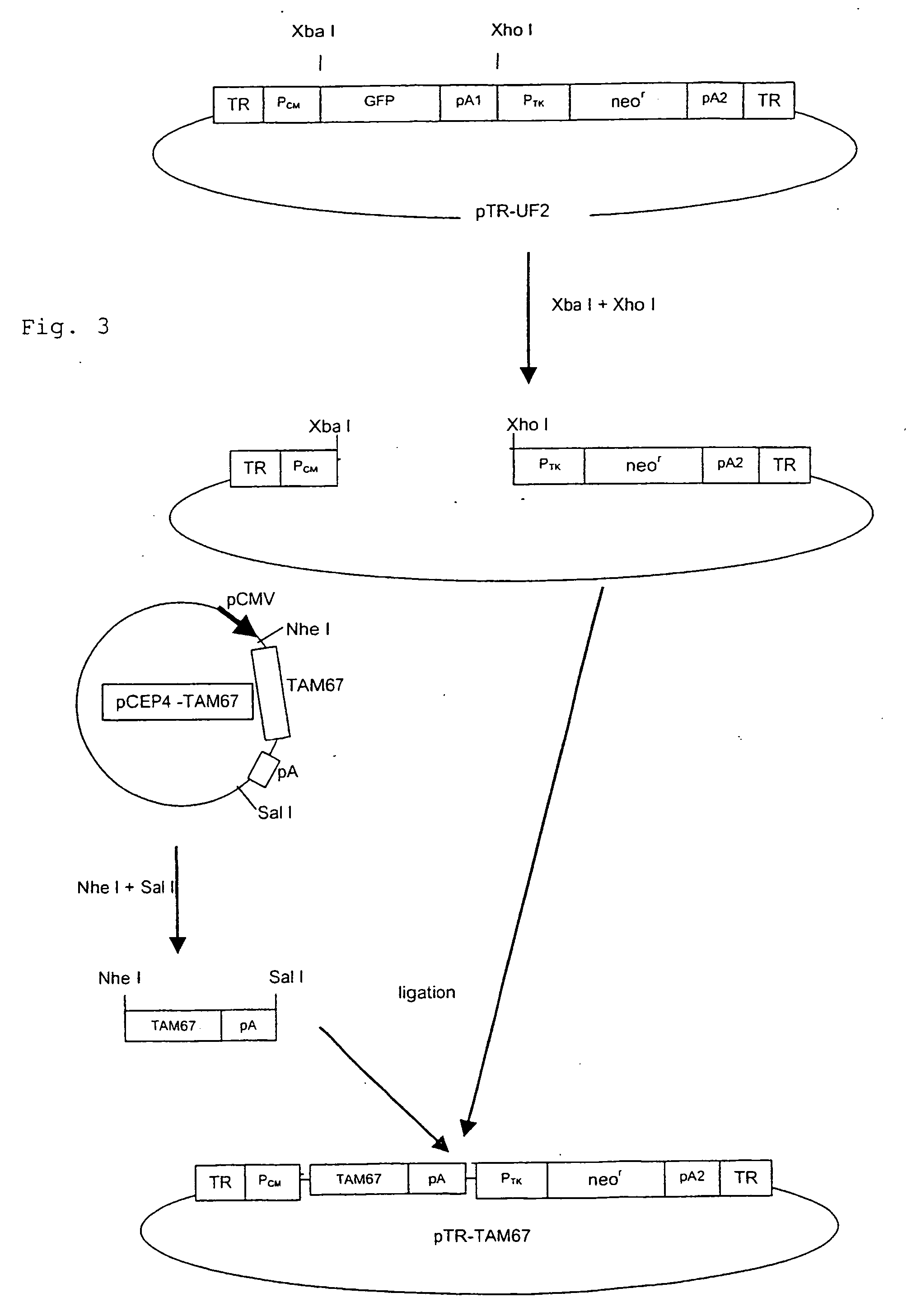 Recombinant vectors derived from adeno-associated virus expressing tam67 for gene therapy