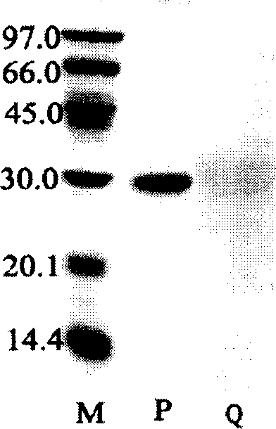 Agglutinin protein of astragalus root and preparation method thereof