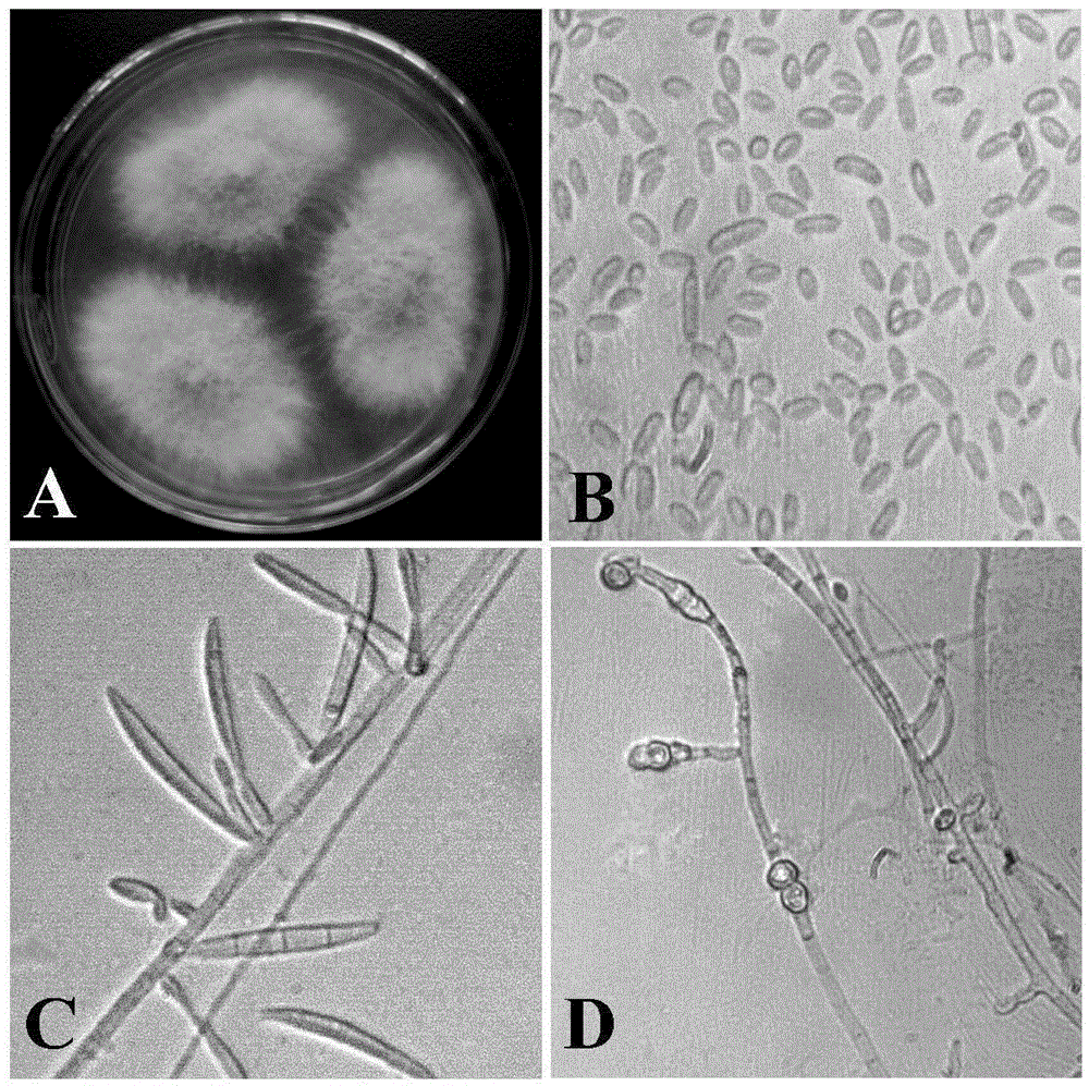 A seedling stage identification method of cowpea resistance to fusarium wilt