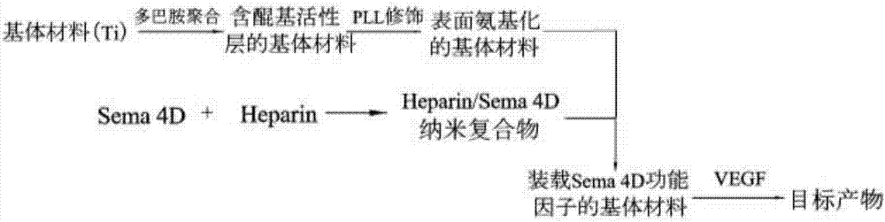 Building method and application of Sema 4D-VEGF coating