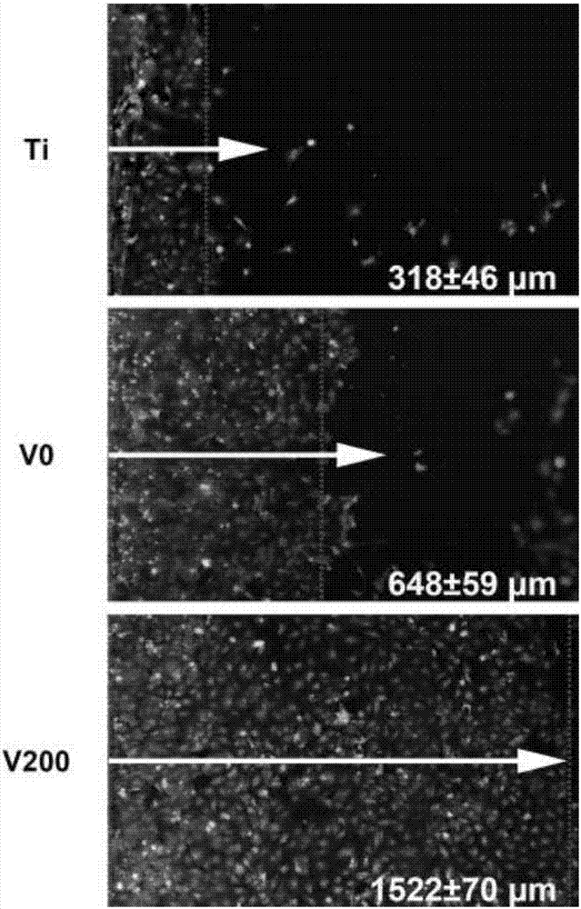 Building method and application of Sema 4D-VEGF coating