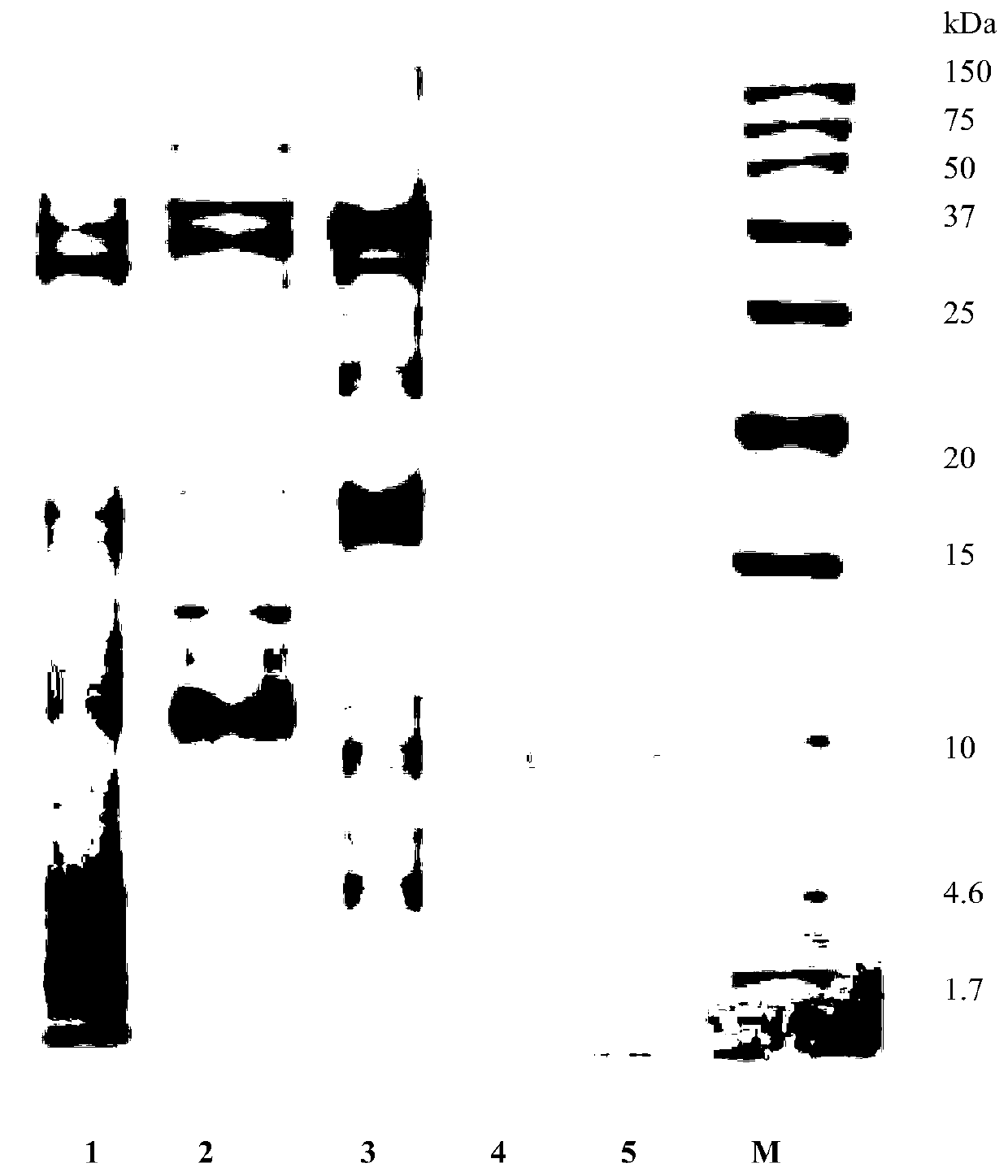 A kind of murine fibrinolytic active protein and its application