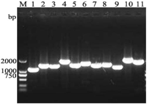 Universal primer set for amplifying whole genome sequence of canine distemper viruses and use thereof