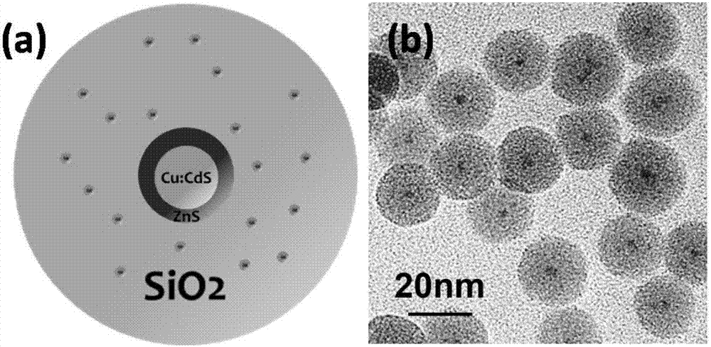 Silica-coated quantum dot multifunctional nanocomposite material and preparation method thereof