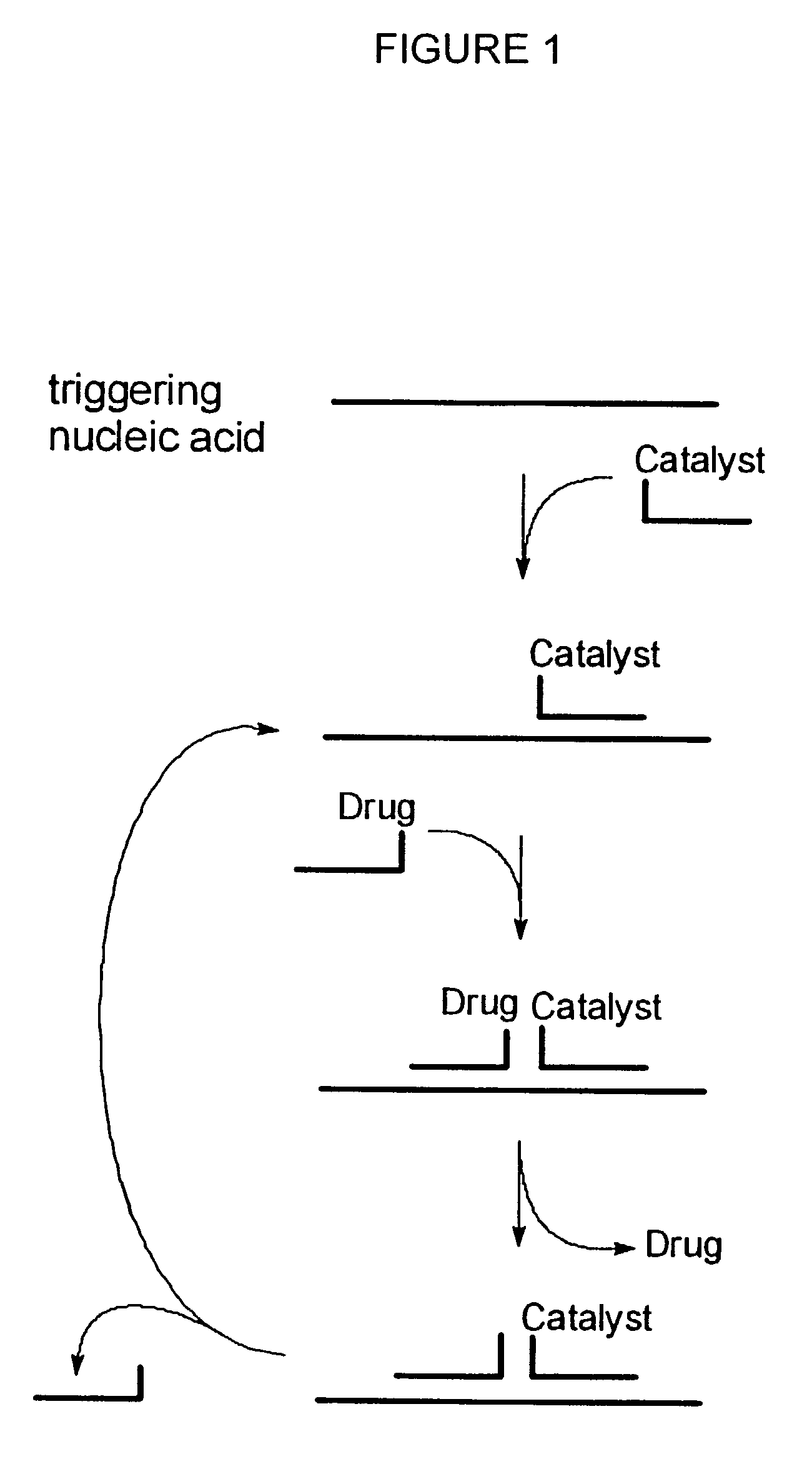 Nucleic acid triggered catalytic drug and probe release