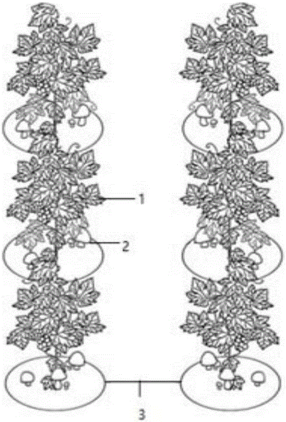 Compound ecological growing method of grapes and agaricus bisporus