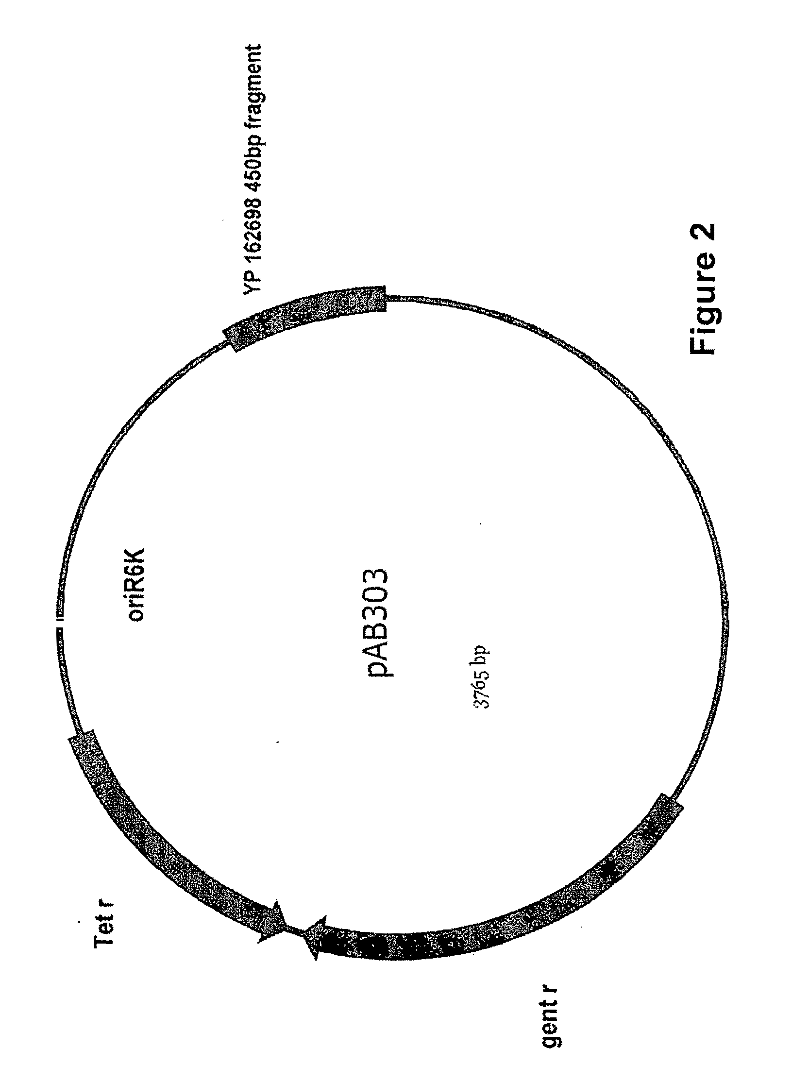 Methods of Disrupting Quorum Sensing to Affect Microbial Population Cell Density