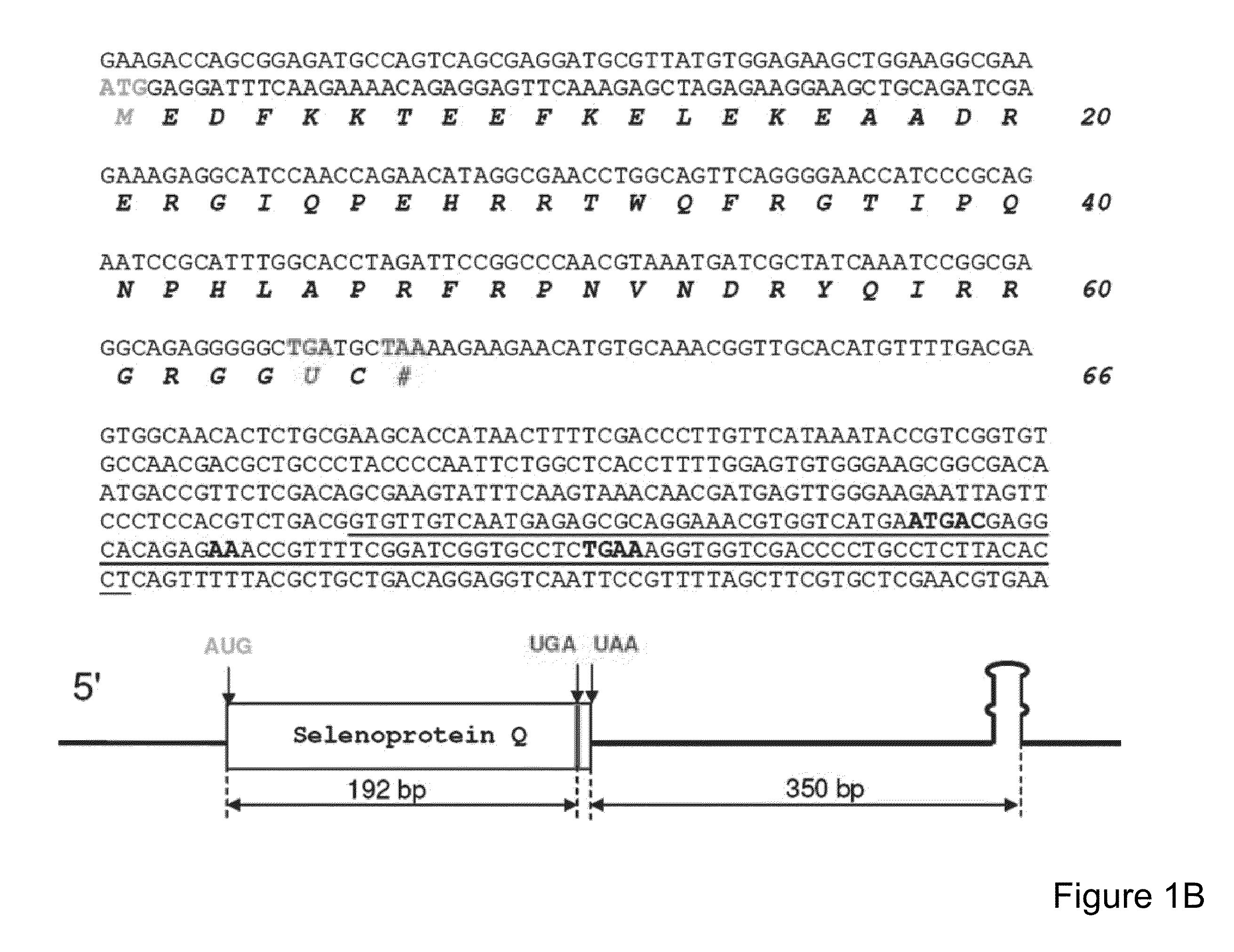 Compositions and methods for the expression of selenoproteins in eukaryotic cells