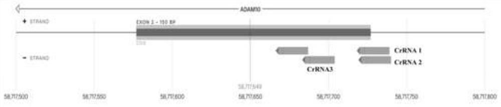 AD cell model established based on CRISPR/Cas9 gene editing technology as well as construction method and application of AD cell model