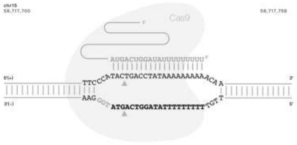 AD cell model established based on CRISPR/Cas9 gene editing technology as well as construction method and application of AD cell model