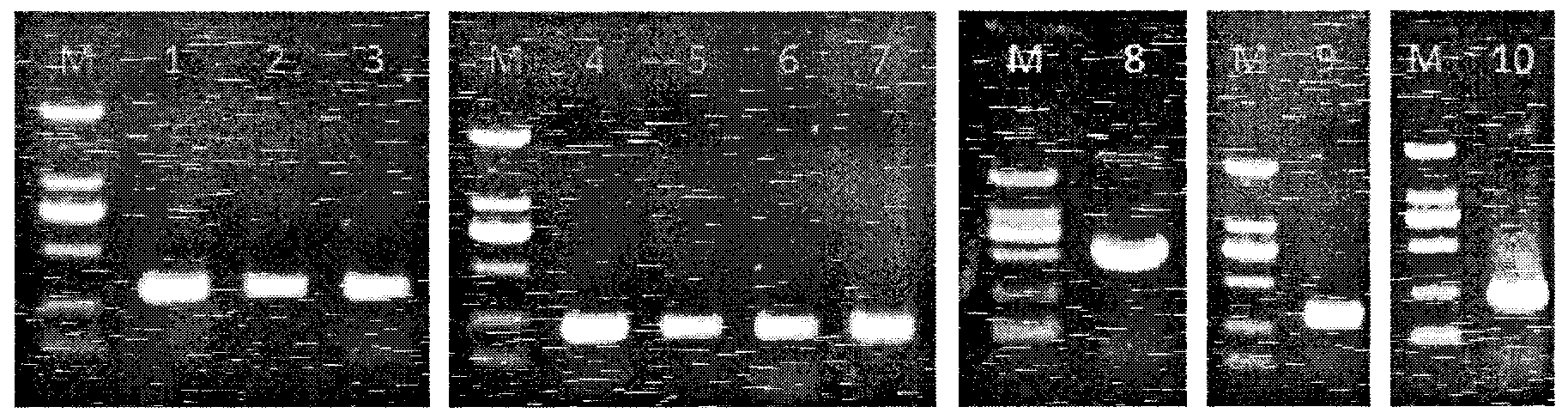 Preparation and application of gene chip for detecting important enteric causative viruses