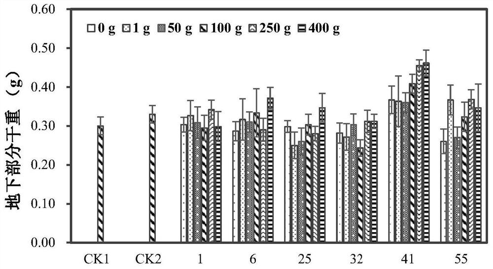 Plant probiotic flora constructed by beneficial bacterium mutant strain and application of plant probiotic flora