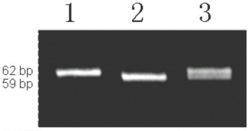 Molecular marker and application of micro-control gene ssivb of rice amylose content