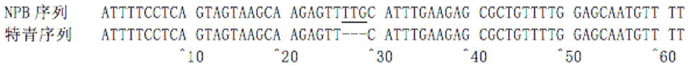 Molecular marker and application of micro-control gene ssivb of rice amylose content