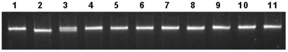 Molecular marker and application of micro-control gene ssivb of rice amylose content