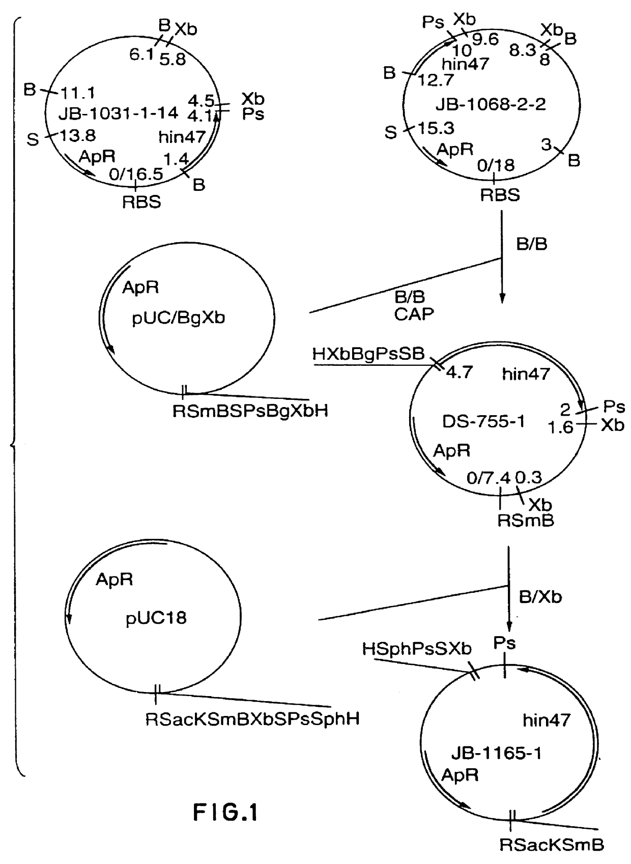 Analog of Haemophilus Hin47 with reduced protease activity