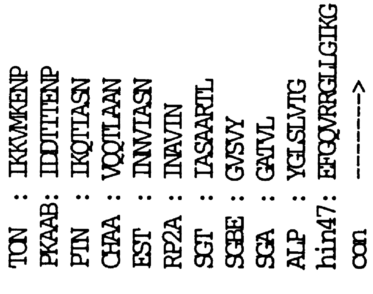 Analog of Haemophilus Hin47 with reduced protease activity