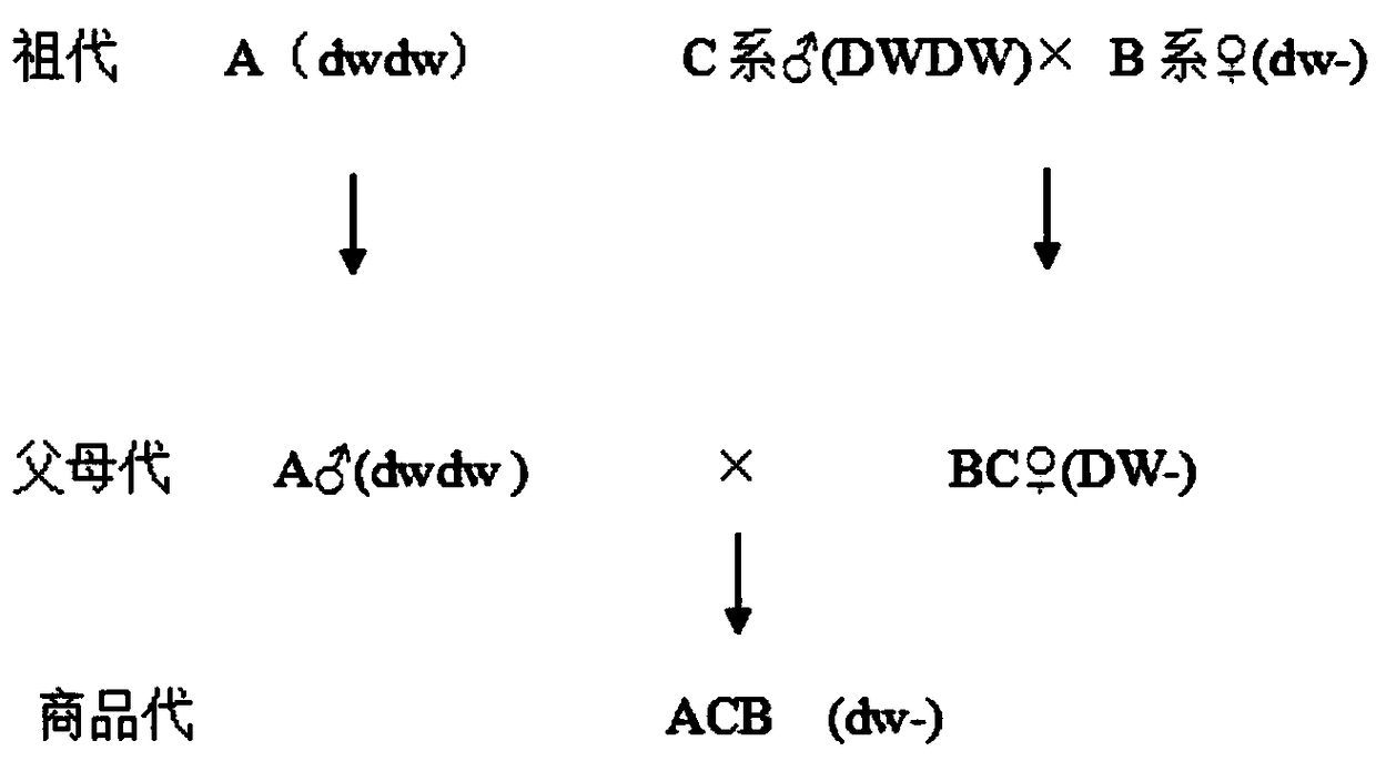 Breeding method for high-resistance and grain-saving high-quality laying hens