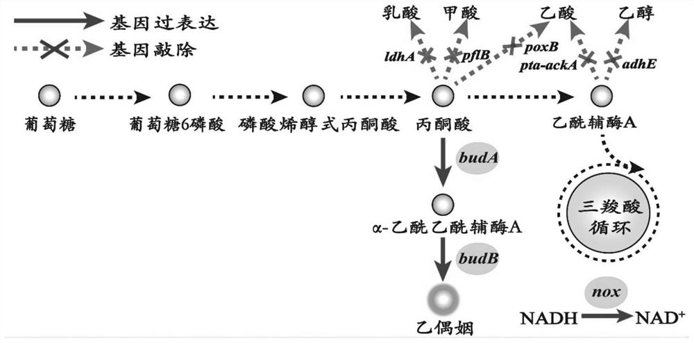 A dynamic control system for near-infrared light control and its application