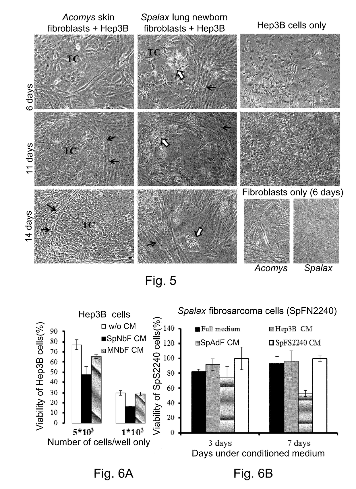 Spalax fibroblast-derived Anti-cancer agents