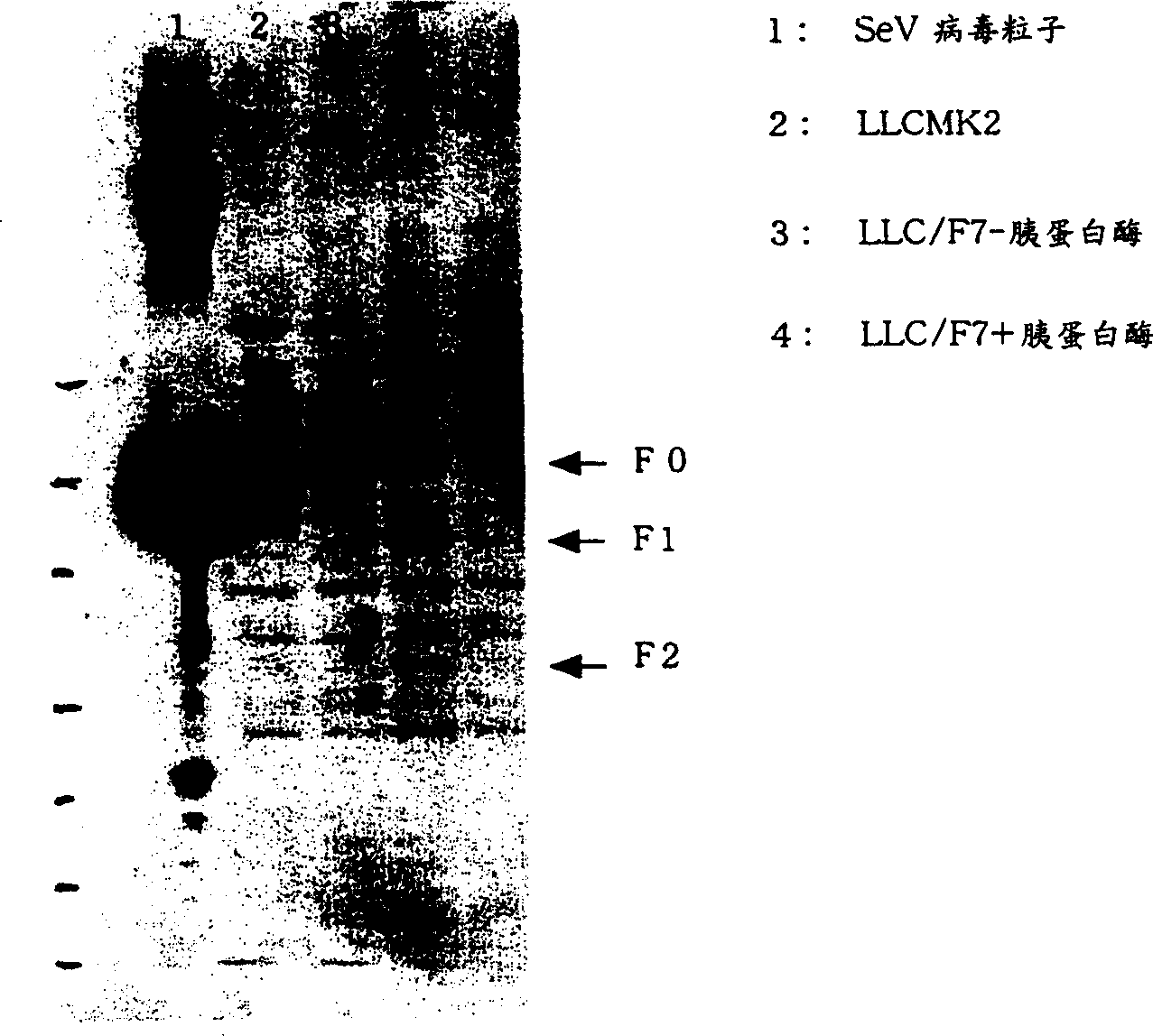 Paramyxorividae virus vector defective in envelope gene