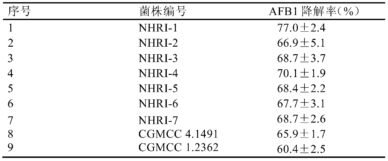 Application of Rhodococcus erythrococcus in degrading aflatoxin b1 in brewing seasoning or its raw materials