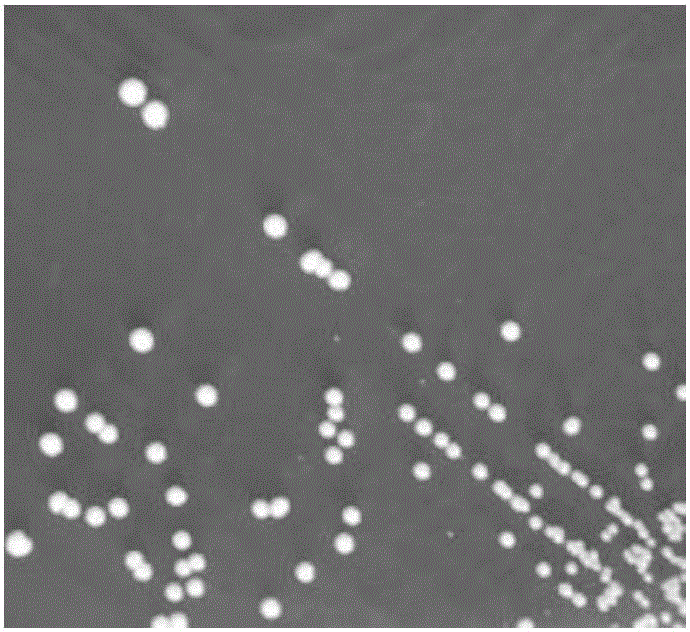 Lactobacillus plantarum HEW-A490 and application thereof