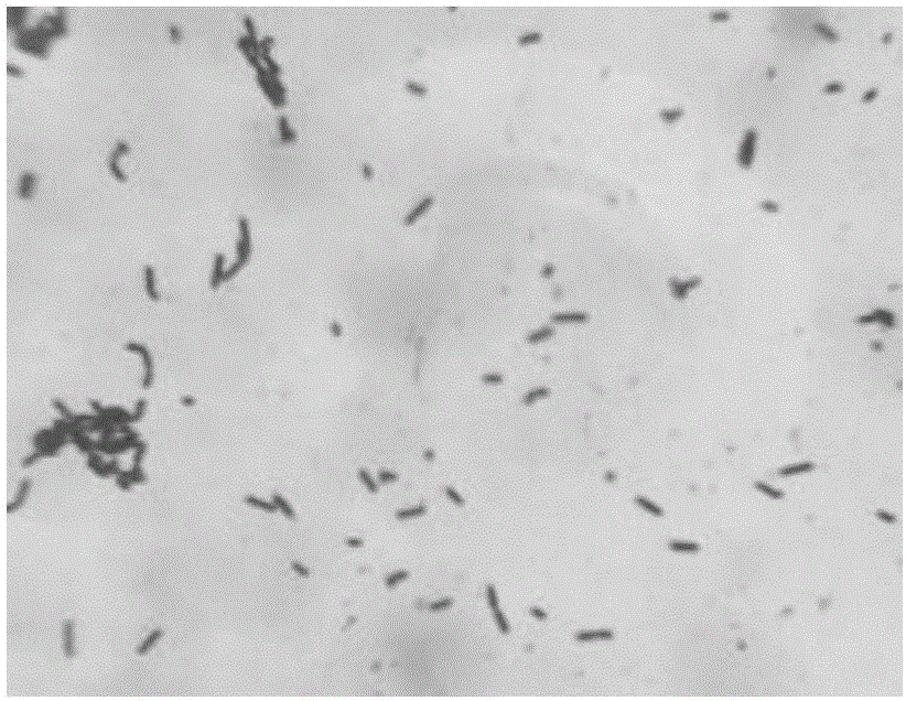 Lactobacillus plantarum HEW-A490 and application thereof