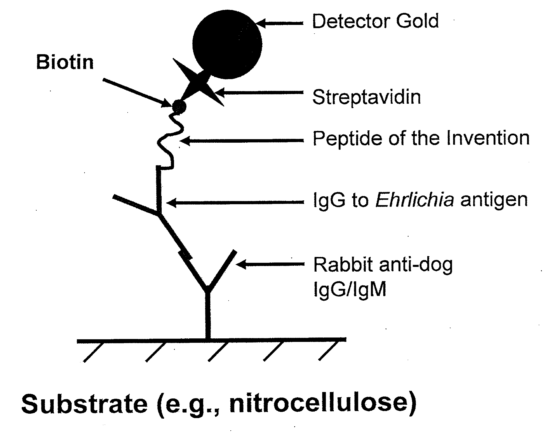 Peptides, devices, and methods for the detection of ehrlichia antibodies