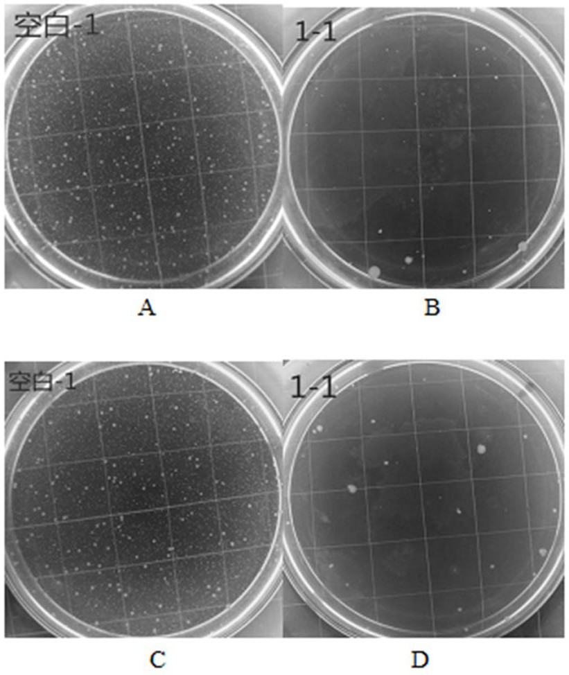 A kind of latex without precipitation and bactericidal function, preparation method and application