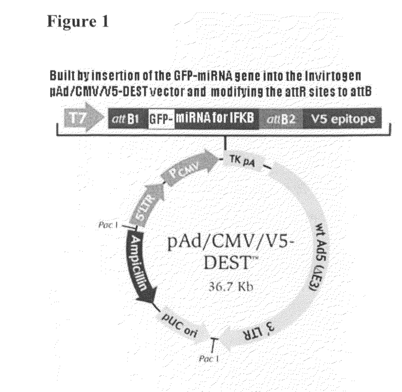 Activation of nuclear factor kappa B