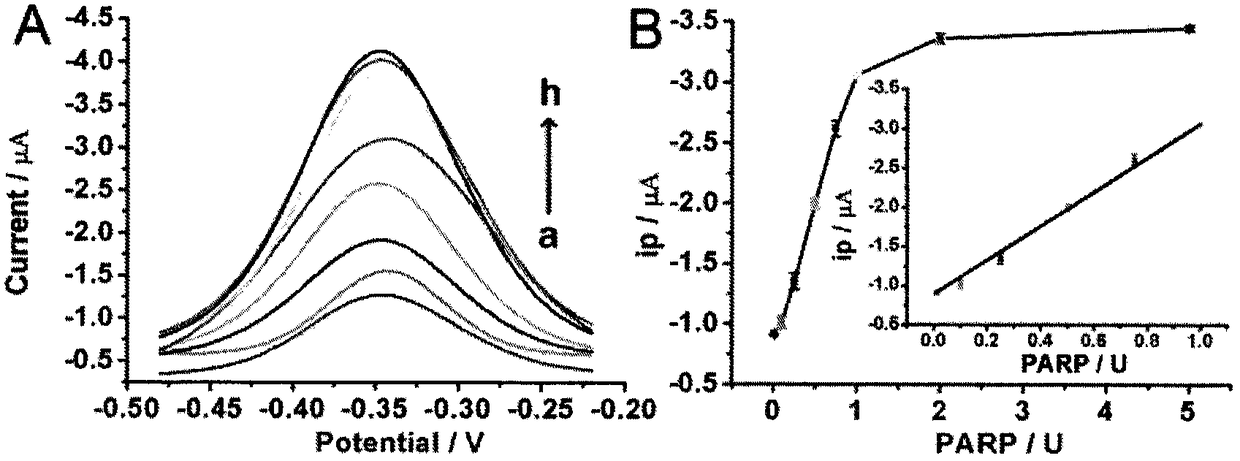 A detection method for polyadenosine diphosphate-ribose polymerase