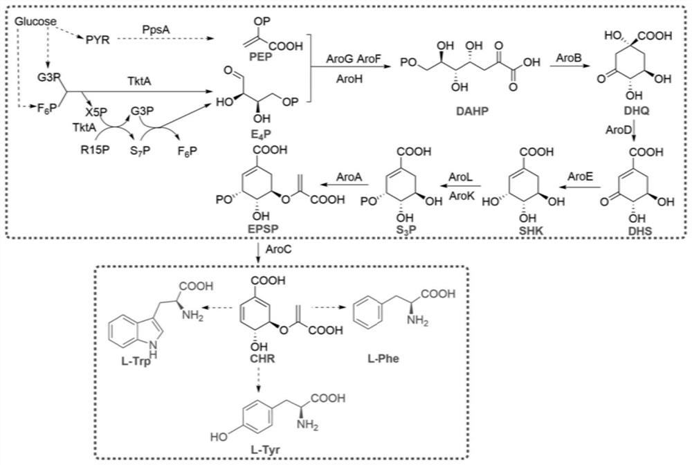 Recombinant microorganism and application thereof, and method for preparing shikimic acid and oseltamivir