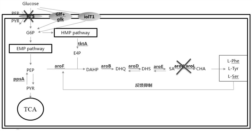 Recombinant microorganism and application thereof, and method for preparing shikimic acid and oseltamivir