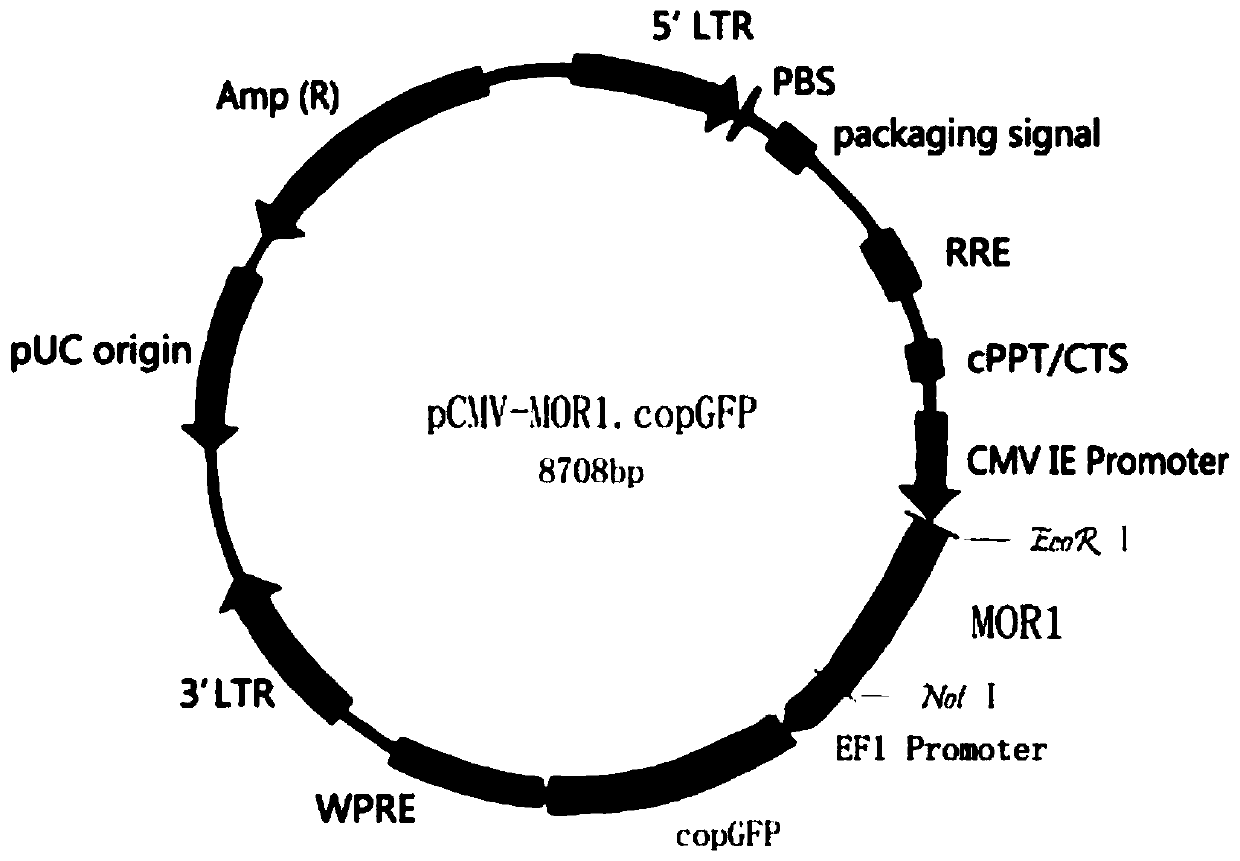 Universal detection method for opioid active substances and detection kit thereof