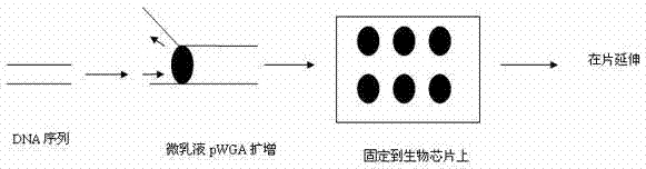 DNA Sequencing Method Based on Microemulsion Isothermal Amplification on Biochip