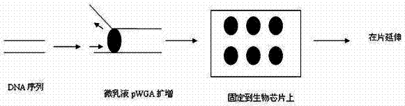 DNA Sequencing Method Based on Microemulsion Isothermal Amplification on Biochip