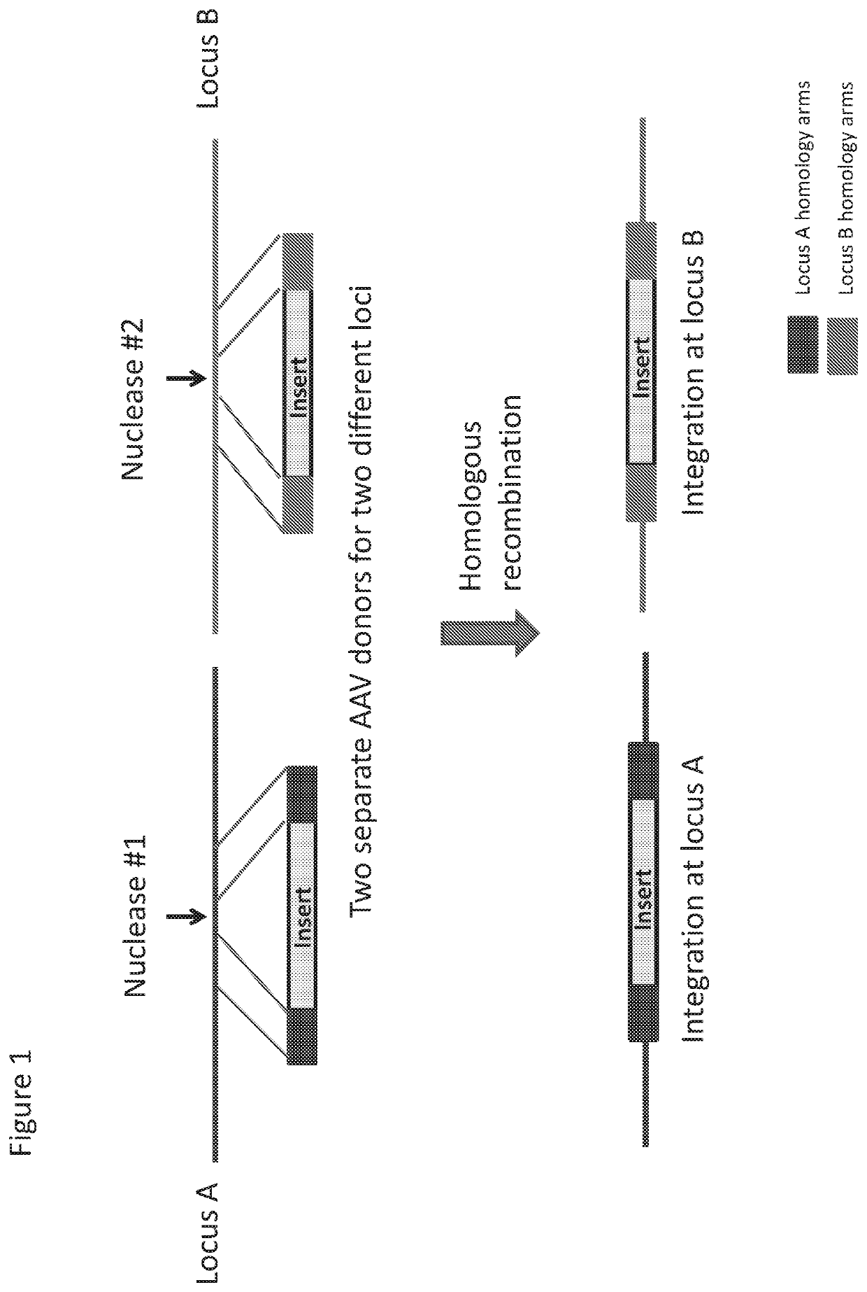 Donor repair templates multiplex genome editing