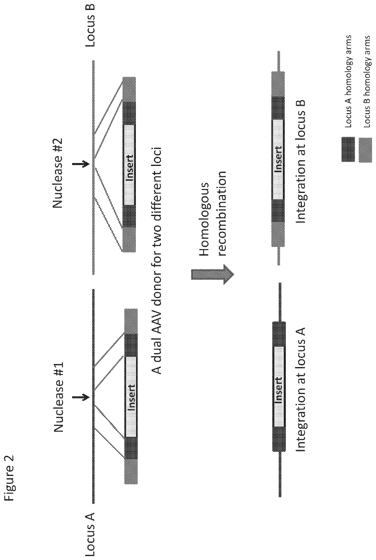 Donor repair templates multiplex genome editing