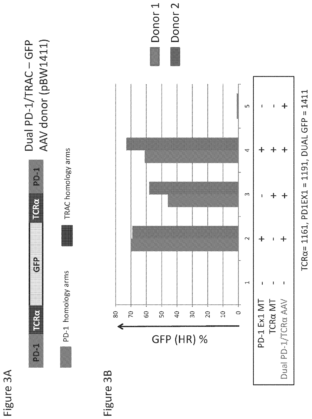 Donor repair templates multiplex genome editing