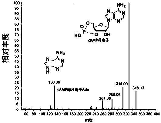 Separation and identification method of cAMP synthesis reaction system components and application thereof